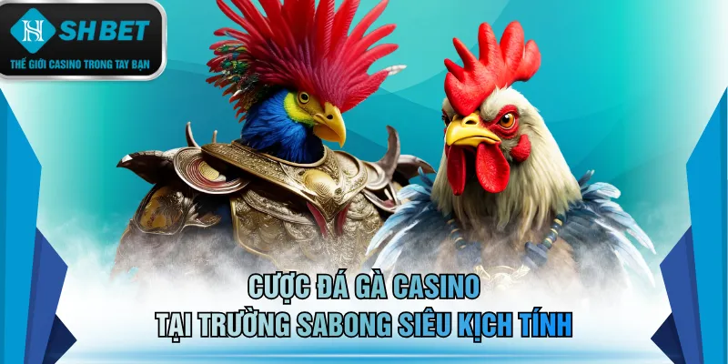 Cược đá gà casino tại trường Sabong siêu kịch tính