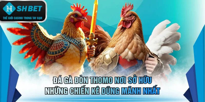 Đá gà đòn Thomo nơi sở hữu những chiến kê dũng mãnh nhất