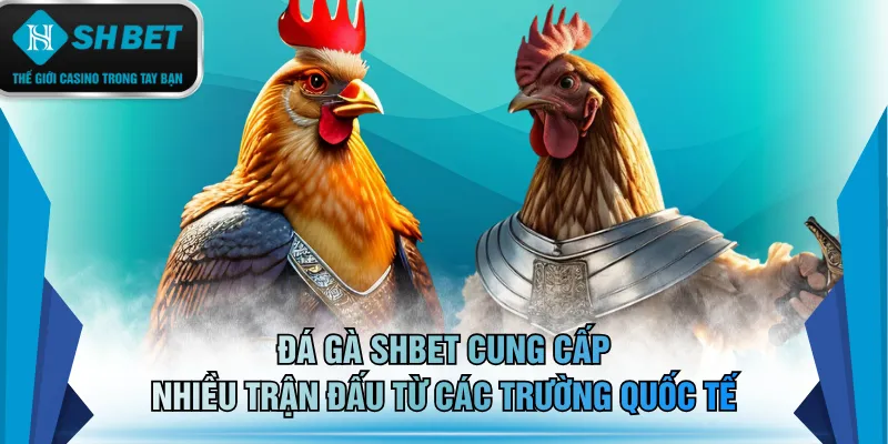 Đá gà SHBET cung cấp nhiều trận đấu từ các trường quốc tế